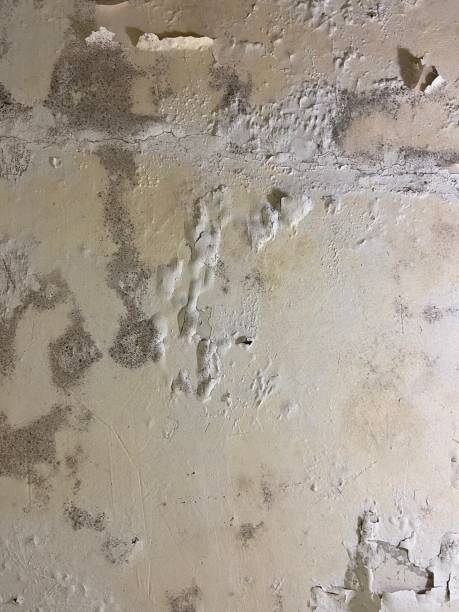 Best Residential Mold Remediation in Pleak, TX