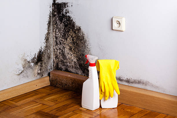 Best Attic Mold Remediation in Pleak, TX