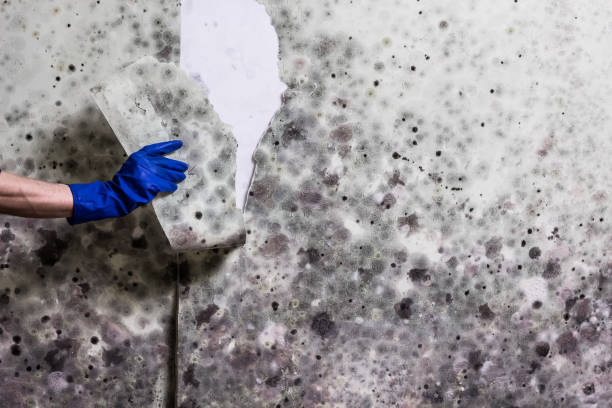 Best Post-Flood Mold Remediation in Pleak, TX