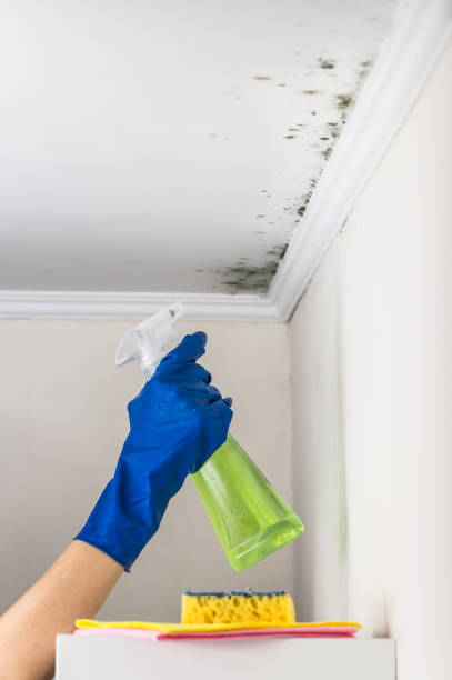 Best Localized Mold Remediation (e.g., coastal areas, humid climates) in Pleak, TX
