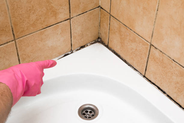 Best Attic Mold Remediation in Pleak, TX
